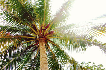 Obraz premium coconut palm tree