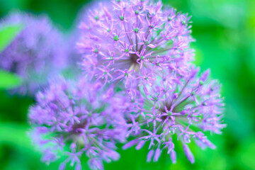 bee on lavender