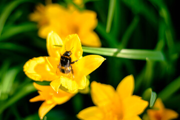 bee on yellow flower
