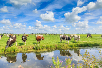Dutch polder and meadow landscape in the summer with juicy green grass and grazing black and brown white cows against a horizon with hedgerows and farms and a  Dutch cloudy sky - obrazy, fototapety, plakaty