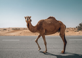 camel walking dowon the street in desert