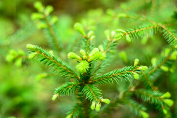 fir tree branch