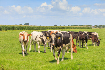 Dutch polder and meadow landscape in the summer with juicy green grass and grazing black and brown...