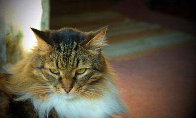 big cat of siberian breed