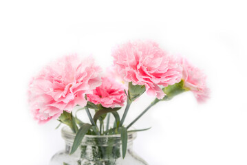 Carnation flover in the vase on a white background. Dianthus caryophyllus.