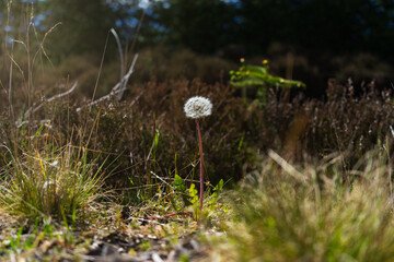 dandelion in the meadow