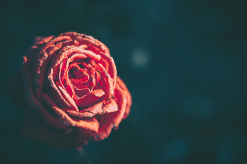 Fototapeta na wymiar Beautiful Rose on Vintage style; nature background