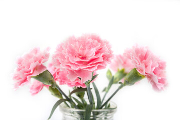 Carnation flover in the vase on a white background. Dianthus caryophyllus.