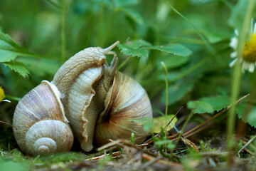 Weinbergschnecken