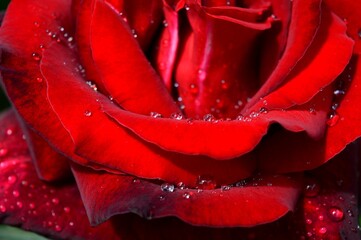 raindrops on the petals of a red rose