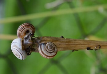 three snails on a plant