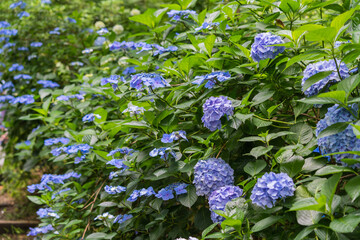 アジサイ