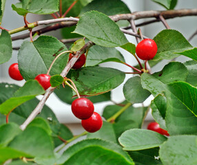 red cherries on a branch