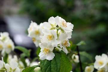 flowers of mock-ups during flowering after rain on a summer sunny day