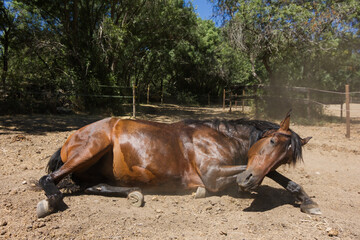 Bay horse rolling on dusty ground after a summer shower.