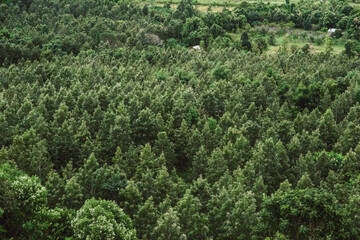 aerial view of evergreen trees