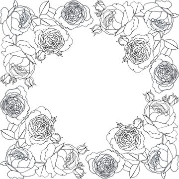 Seamless vector pattern with beautiful outline rose flowers. Hand drawn nature painting. For wrapping, fabric, wallpaper. On a white background