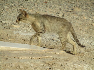 animals, moon, kitten, cat, goat, 
