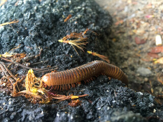 Mating millipede,millipede walking on ground in the rainy season of Thailand.and macro