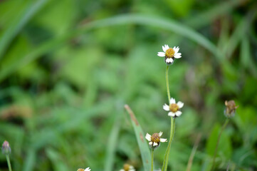 daisy in the grass used to make cards for the new year festival on valentines day, birthday, poster, christmas