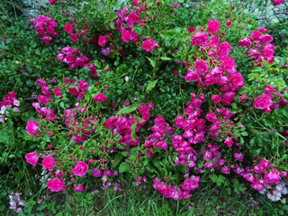 Fototapeta na wymiar Rosier buisson rose