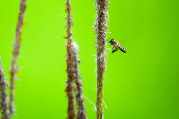 bee in grass