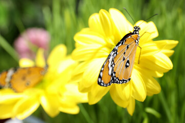 Beautiful painted lady butterfly on flower in garden