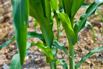 Obraz premium green corn field