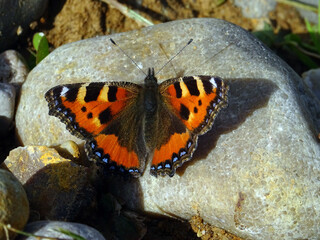 Papillon orange et noir