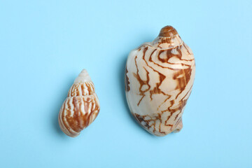 Small and big seashells on light blue background, flat lay. Pareto principle concept