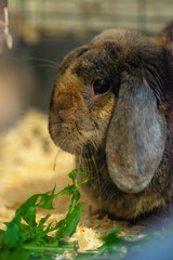 A domesticated pet rabbit eating dandelion leaves