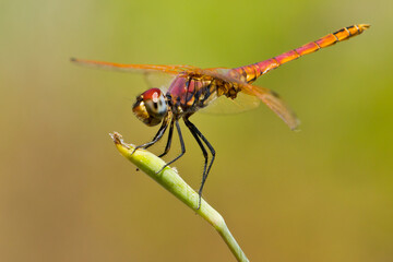 Trithemis annulata, libélula de color lila rojizo sobre la rama verde.