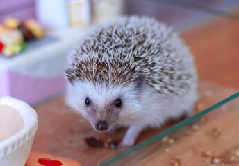 Hedgehog sitting in glass container in a hedgehog cafe in Japan © eli