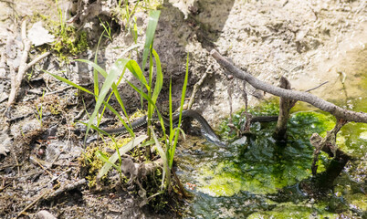 black snake swims in a pond