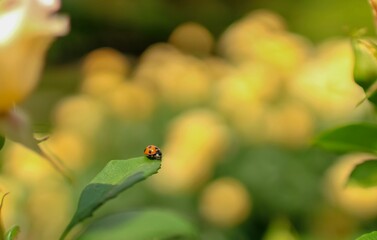 Ladybug sitting on a green leaf with a yellow background