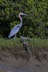 Goliath heron (Ardea goliath)
