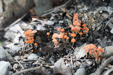 fire in the forest