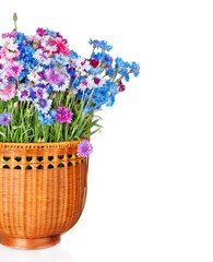 wooden basket with beautiful cornflowers isolated on white background. Copy spase, flat lay, top view, Holiday symbol. Greeting card