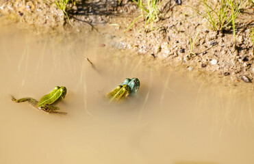 two frogs copulate in a pond. third is watching them