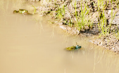 two green frogs copulate in a pond