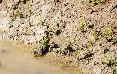 green frog basking in the sun sitting on the shore of a pond