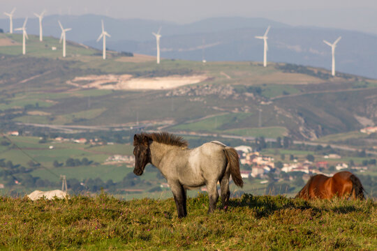 Young grey with black head horse and chestnut mare grazing with wind mill park on a green hill in the background and village below.