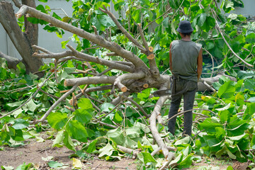 Back portrait male arborist holds the chainsaw and looks at the big tree laying on the ground