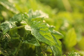 Closeup view of tomato seedlings with water drops on blurred background