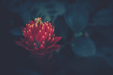 Guzmania flower, close up; vintage style.