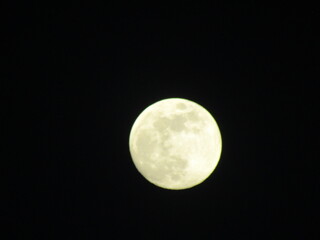 animals, moon, kitten, cat, goat, 