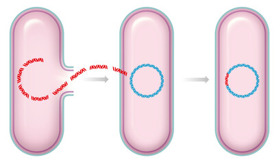 Illustration of bacterial transformation - obrazy, fototapety, plakaty