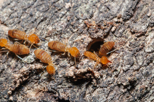 Macro photography of small termite on tree background