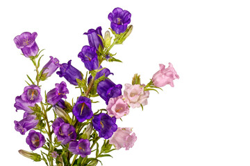 Campanula Flowers. Beautiful  hand-bell isolated on white background