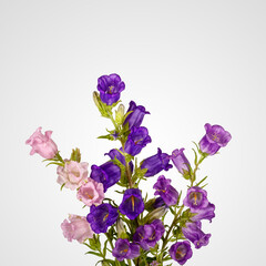 Campanula Flowers. Beautiful  hand-bell. Copy spase, flat lay, top view, Holiday symbol. Greeting card
